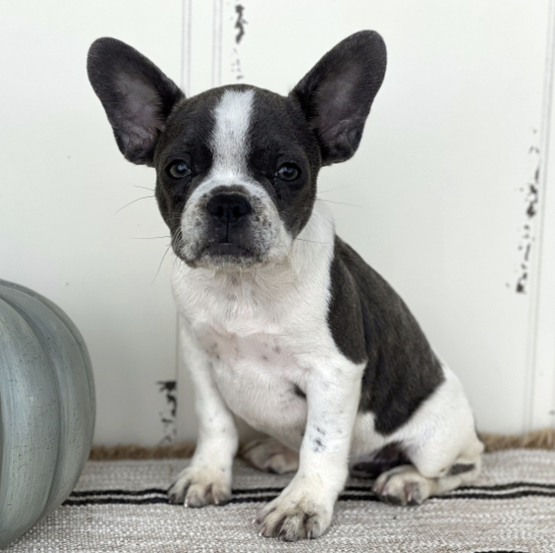 comprar cachorros sanos, baratos y asequibles para la venta